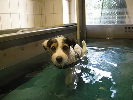 unterwasserlaufband unterwasserlaufband